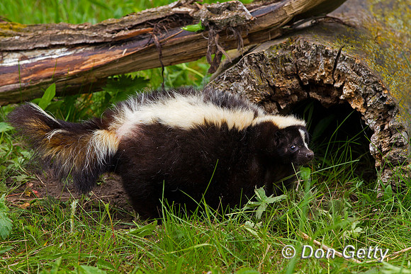 Skunk, Mephitis mephitis
