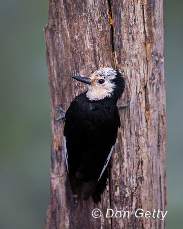 White-headed Woodpecker, Picoides albolarvatus,