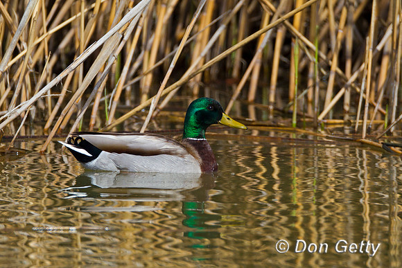 Mallard,Anas platyrhynchos,