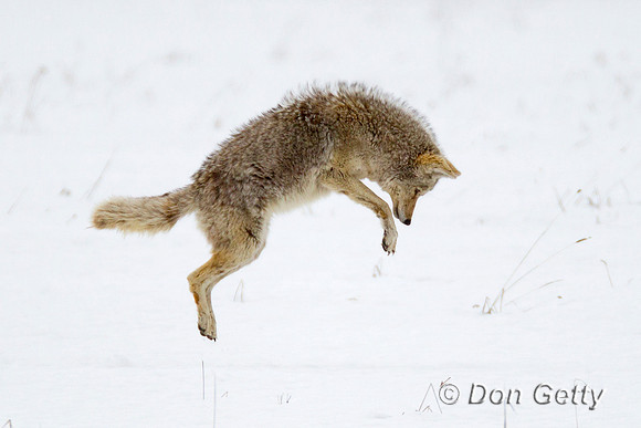 "Canis latrans", Coyote, "Grand Teton National Park", Wyoming