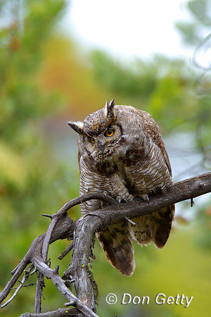 Owl_GH_BZ2F4474