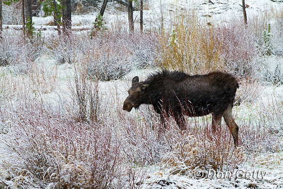 Moose_MG_2979