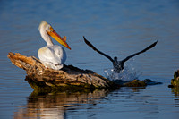 American White Pelican