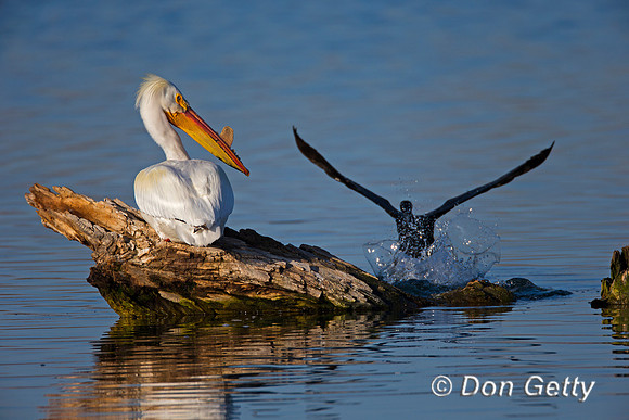 American White Pelican