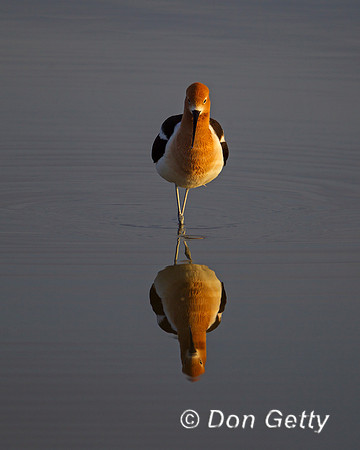 Avocet