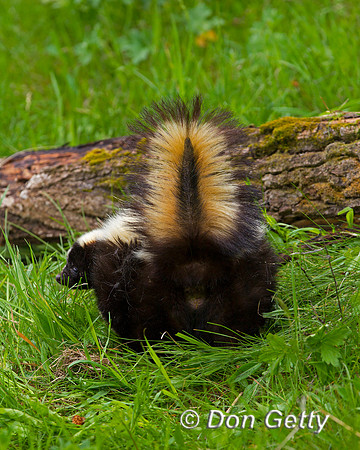 Skunk, Mephitis mephitis
