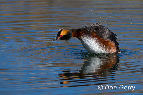 Horned Grebe