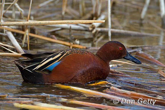 Cinnamon Teal, Anas cyanoptera,
