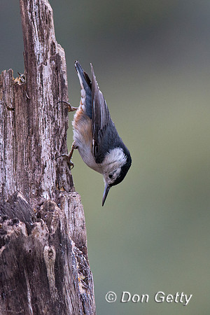 Sitta carolinensis, White-breasted Nuthatch