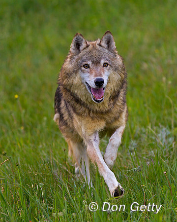 Canis lupus, wolf