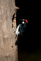 Acorn Woodpecker