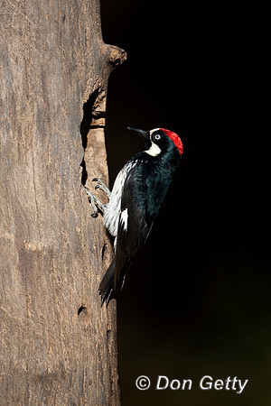 Acorn Woodpecker