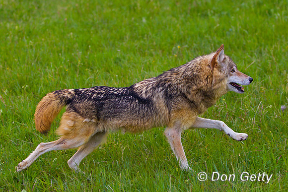 Canis lupus, wolf