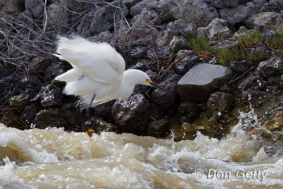Snowy Egret, Egretta thula,