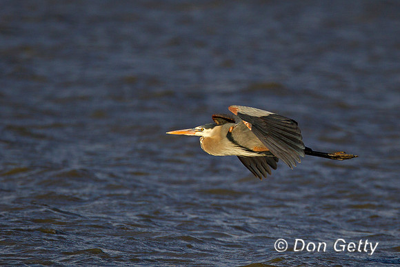 Great Blue Heron, Ardea herodias
