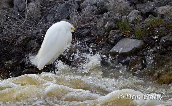 Snowy Egret, Egretta thula,