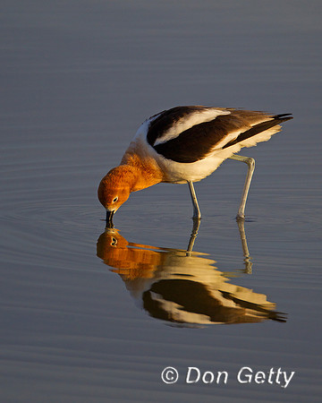 Avocet