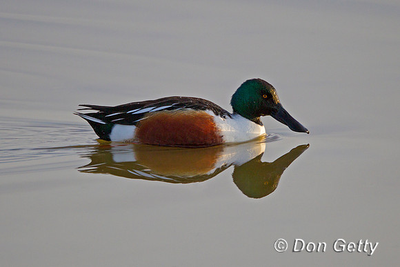 Northern Shoveler,Anas clypeata,
