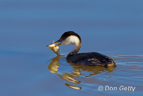 Grebe_W_Z2F2460