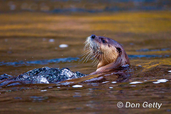 Otter_River_Z2F7404