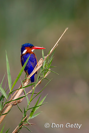 Kingfisher_Mal_Z2F4292