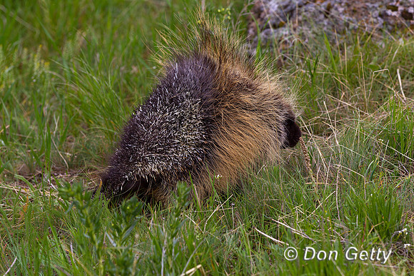 Porcupine