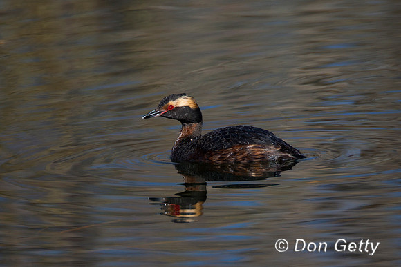 Horned Grebe