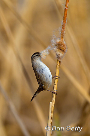 Marsh Wren, Cistothorus palustris,
