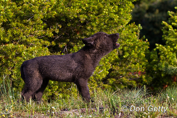 Wolf, Canis lupus, pup