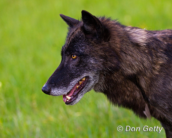 Canis lupus, wolf