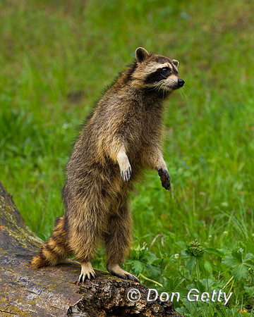 Raccoon