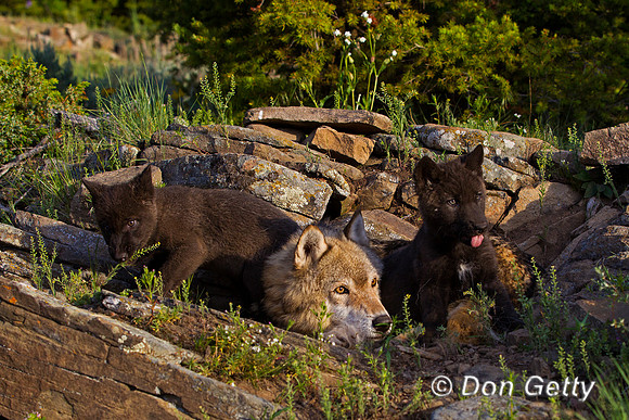 Wolf, Canis lupus, pup