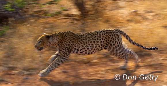Leopard_MG_4907