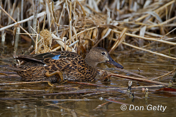 Cinnamon Teal, Anas cyanoptera,