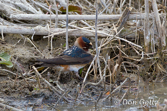 Cliff Swallow, Petrochelidon pyrrhonota,