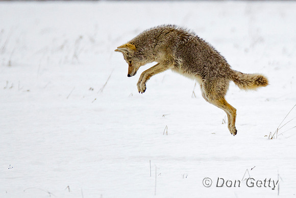 "Canis latrans", Coyote, "Grand Teton National Park", Wyoming