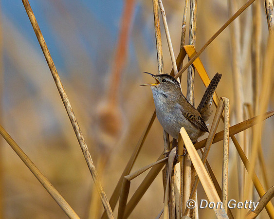 Marsh Wren, Cistothorus palustris,