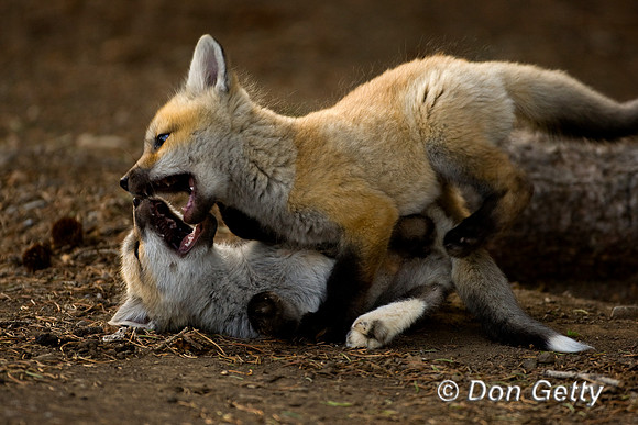 Fox_Red_D4B8379