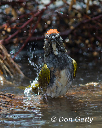 Green-tailed Towhee, Pipilo chlorurus