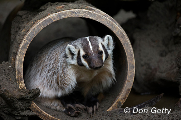 Badger