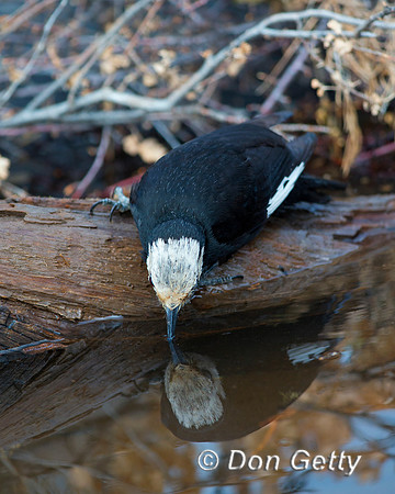 White-headed Woodpecker, Picoides albolarvatus,