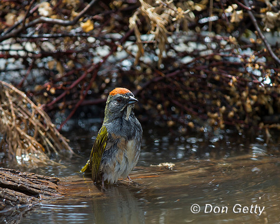 Green-tailed Towhee, Pipilo chlorurus