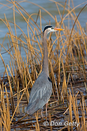 Great Blue Heron, Ardea herodias