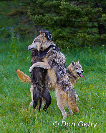 Canis lupus, wolf