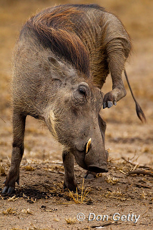 Warthog_Z2F4178