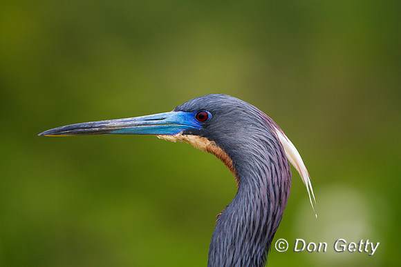 Heron_Tri-colored_MG_6721