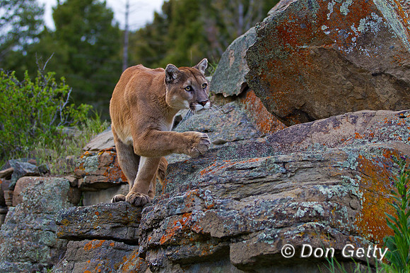 Mt_Lion_Z2F9224