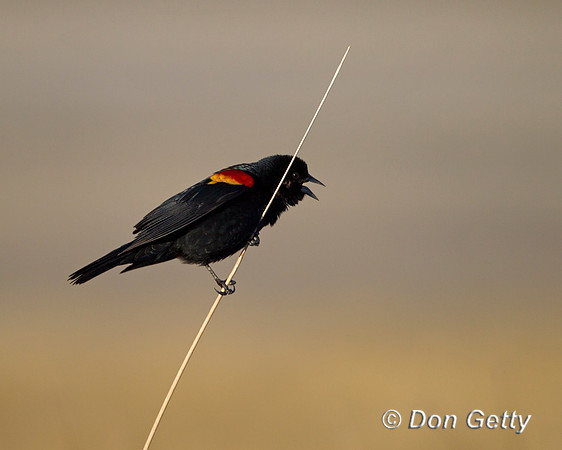 Red-winged Blackbird