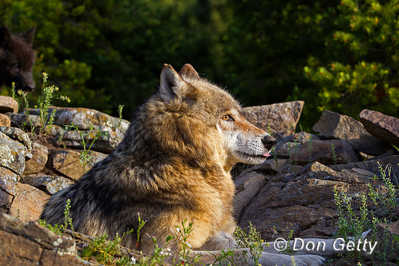 Wolf, Canis lupus, pup