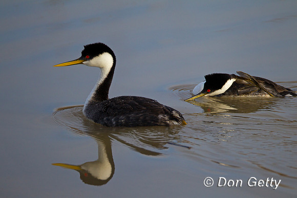 Western Grebe, Aechmophorus occidentalis